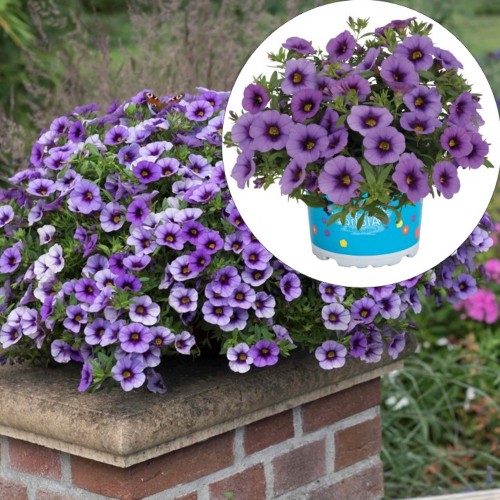 Calibrachoa 'Aloha Kona Tiki Blue' - Puispetuunia 'Aloha Kona Tiki Blue'